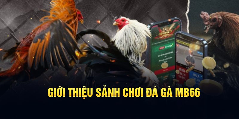 Giới thiệu sảnh chơi đá gà MB66