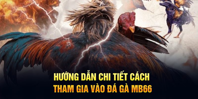 Hướng dẫn chi tiết cách tham gia vào đá gà MB66