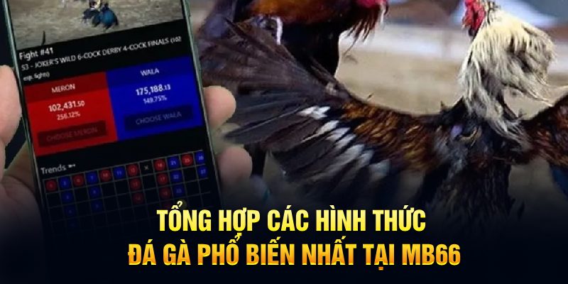 Tổng hợp các hình thức đá gà phổ biến nhất tại MB66